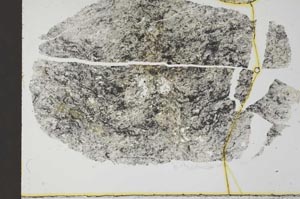 Plane Polarized, S32241