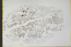 Plane Polarized, S32275