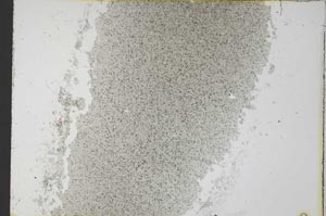 Plane Polarized, S32377