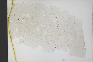 Plane Polarized, S32379