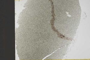 Plane Polarized, S32384