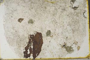 Plane Polarized, S32431