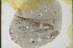 Plane Polarized, S32434