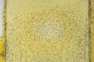 Plane Polarized, S32453/B