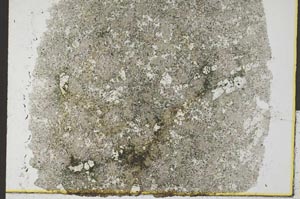 Plane Polarized, S32473