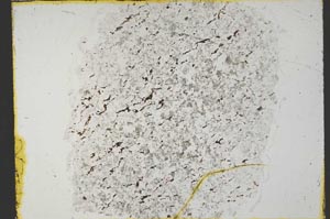 Plane Polarized, S32746