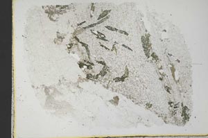 Plane Polarized, S32791