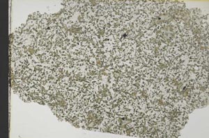 Plane Polarized, S32803