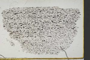 Plane Polarized, S32862/A