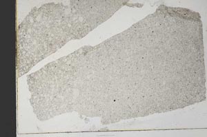 Plane Polarized, S32912