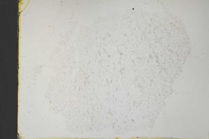 Plane Polarized, S32993