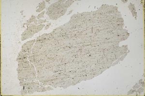 Plane Polarized, S32994
