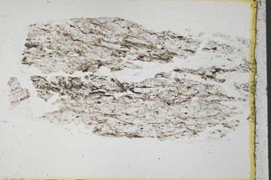 Plane Polarized, S33111