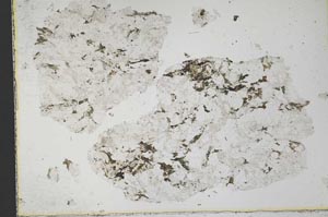 Plane Polarized, S33118
