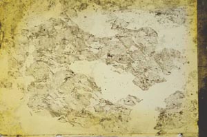 Plane Polarized, S33128