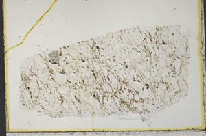 Plane Polarized, S33134