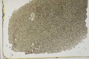 Plane Polarized, S33160