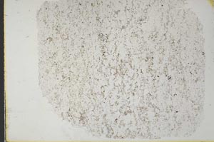Plane Polarized, S33168