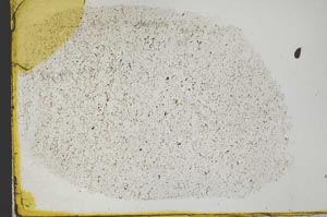 Plane Polarized, S33169