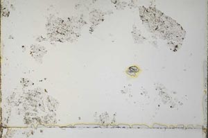 Plane Polarized, S33185