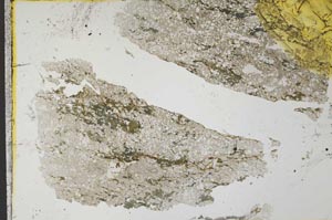 Plane Polarized, S33198