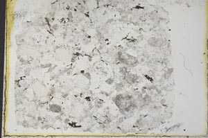 Plane Polarized, S33224