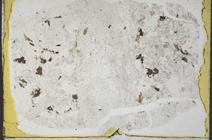 Plane Polarized, S33228