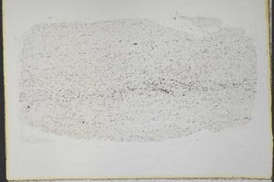 Plane Polarized, S33266