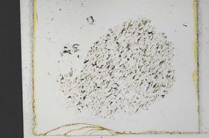 Plane Polarized, S33283