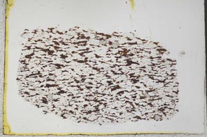 Plane Polarized, S33343