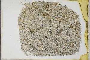 Plane Polarized, S33350