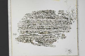 Plane Polarized, S33361