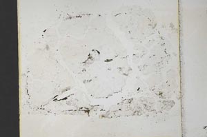 Plane Polarized, S33366