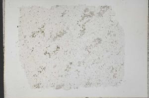Plane Polarized, S33381