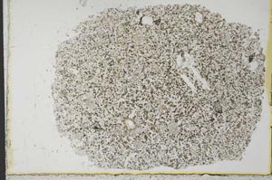 Plane Polarized, S33520
