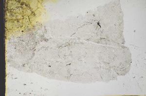 Plane Polarized, S33622