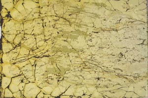 Plane Polarized, S33631