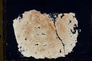 Cross Polarized, S33637