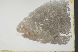 Plane Polarized, S33638