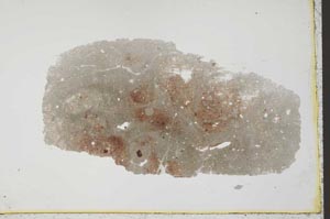 Plane Polarized, S33638/A