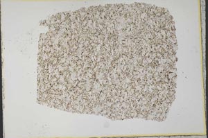 Plane Polarized, S33651