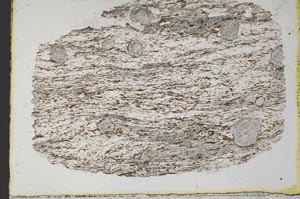 Plane Polarized, S33659