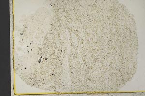 Plane Polarized, S33661