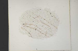 Plane Polarized, S33681