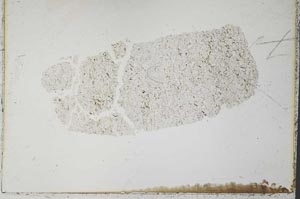 Plane Polarized, S33732
