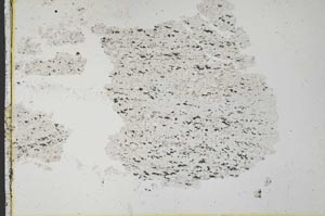 Plane Polarized, S33737