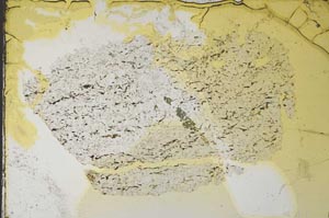 Plane Polarized, S33739