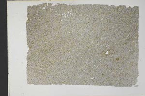Plane Polarized, S33963