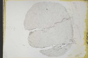 Plane Polarized, S34069