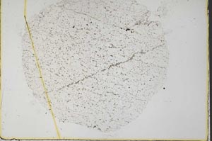 Plane Polarized, S34112